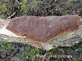 Fomitoporia punctata-amf1567